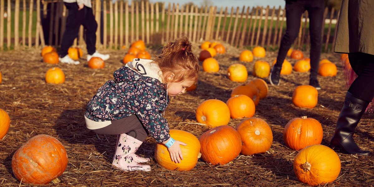 Things to do this Autumn in County Meath